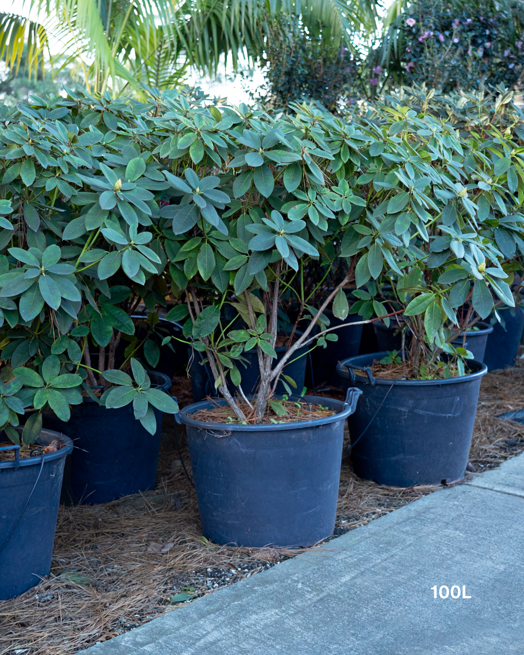 Rhododendron spp. – Rhododendron