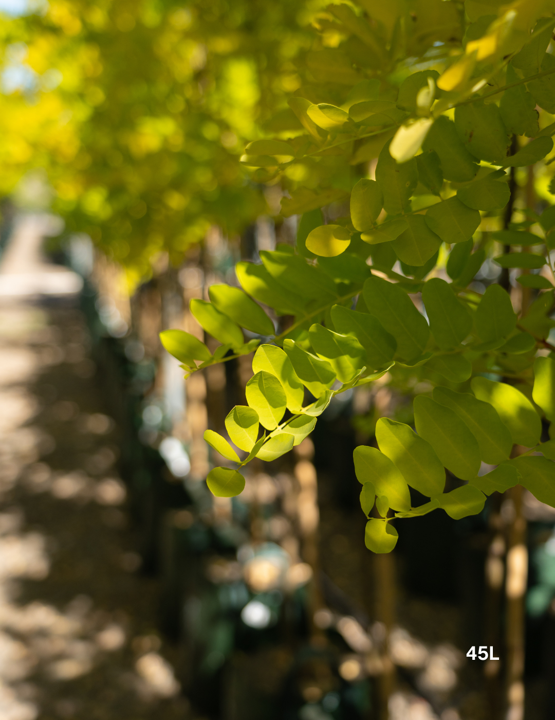 Robinia pseudoacacia ‘Frisia’ – Golden Robinia Tree - Evergreen Trees Direct