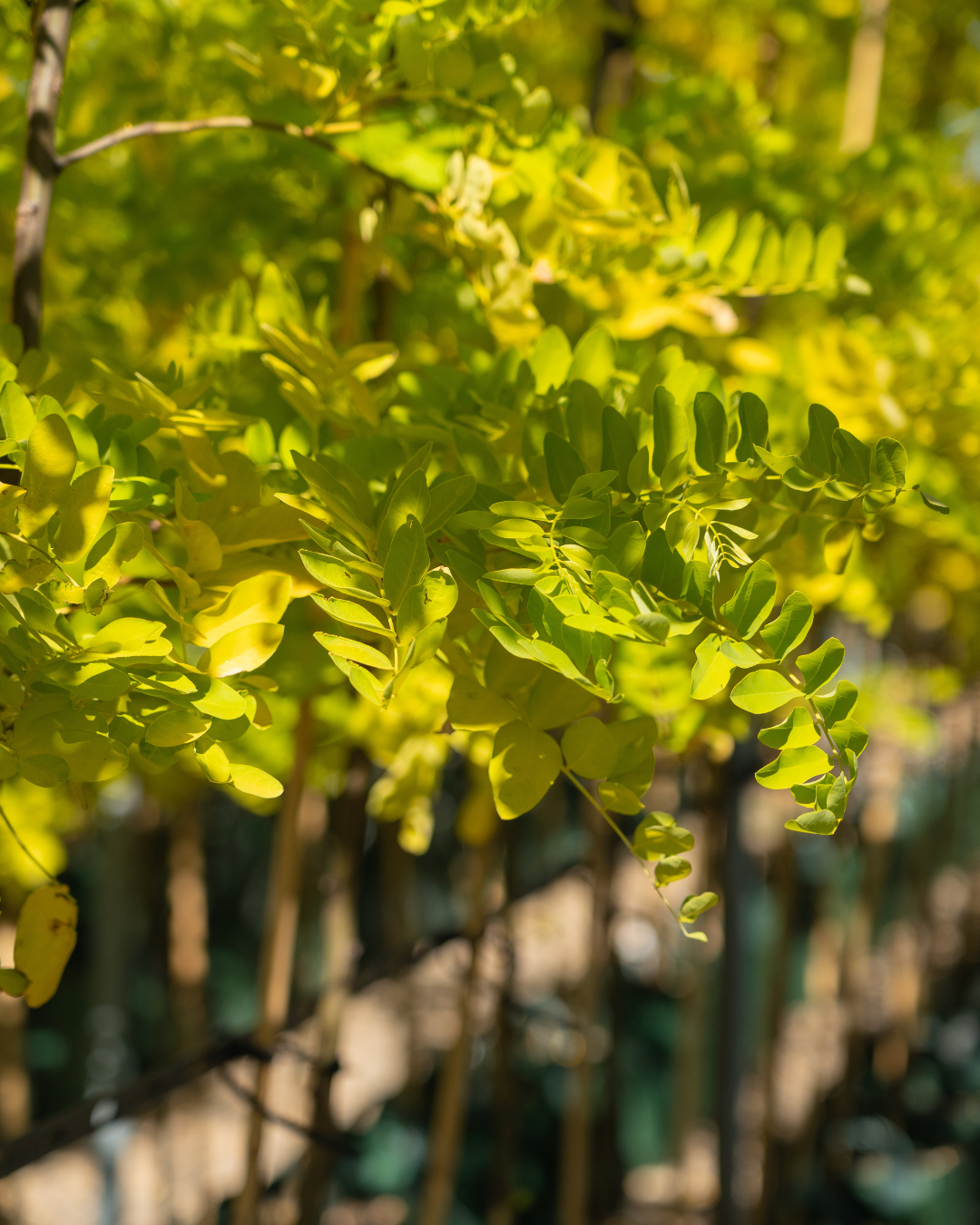 Robinia pseudoacacia ‘Frisia’ – Golden Robinia Tree