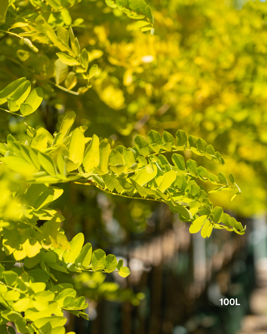 Robinia pseudoacacia ‘Frisia’ – Golden Robinia Tree