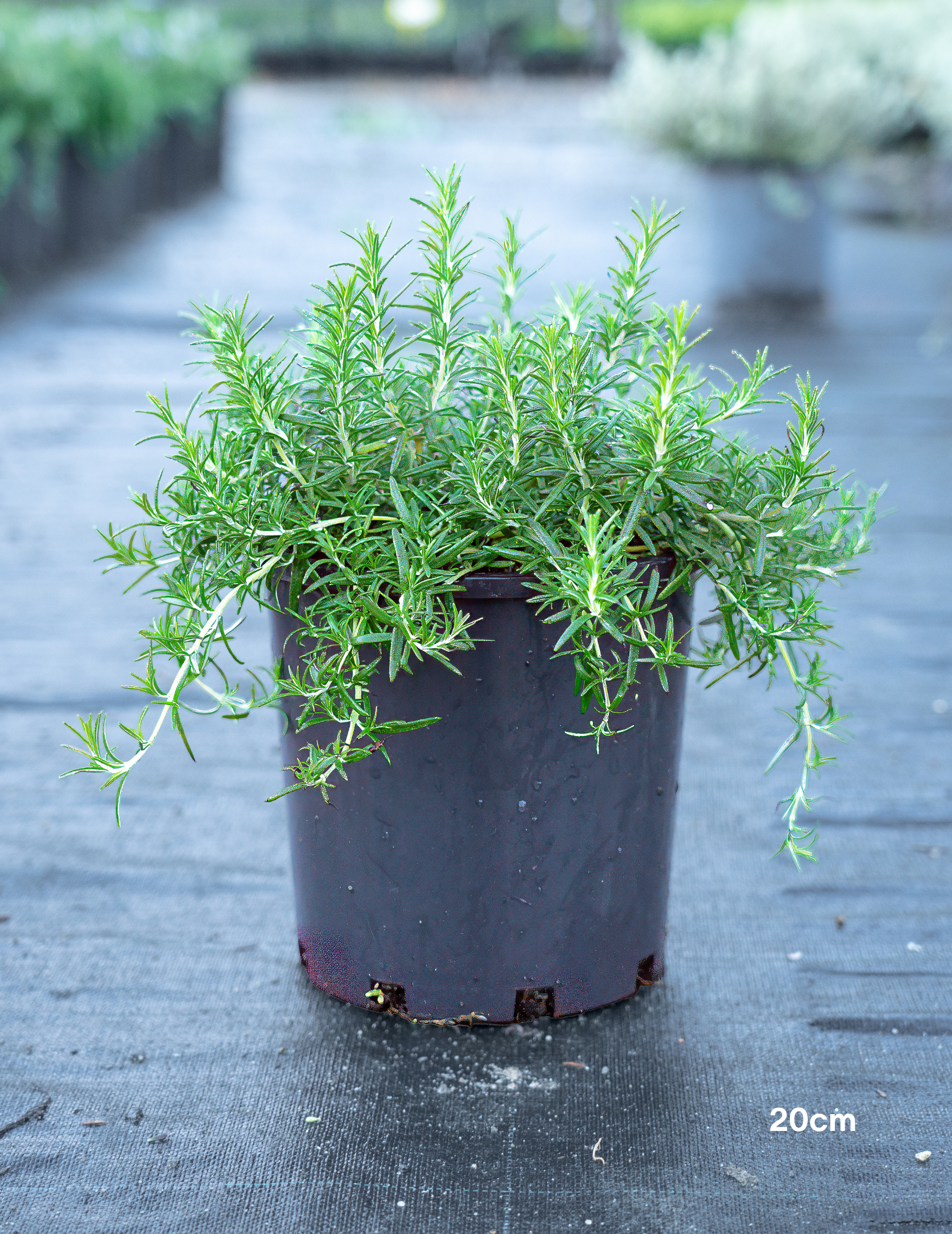 Rosmarinus officinalis – Rosemary