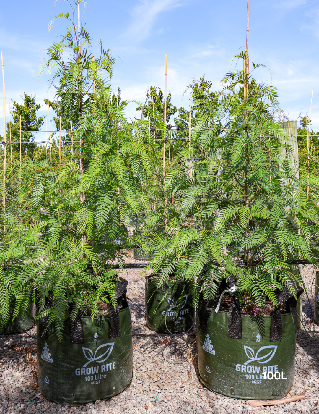 Schinus molle - Peppercorn Tree - Evergreen Trees Direct