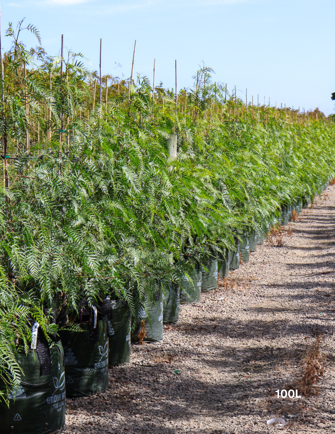 Schinus molle - Peppercorn Tree - Evergreen Trees Direct