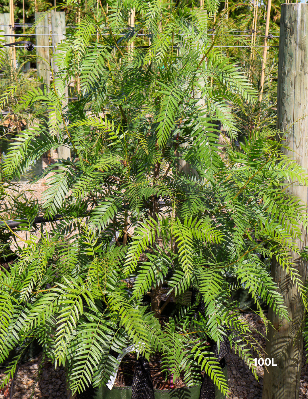 Schinus molle - Peppercorn Tree - Evergreen Trees Direct