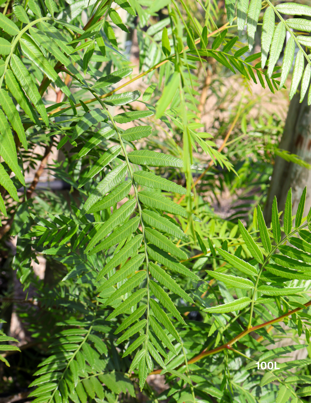 Schinus molle - Peppercorn Tree - Evergreen Trees Direct