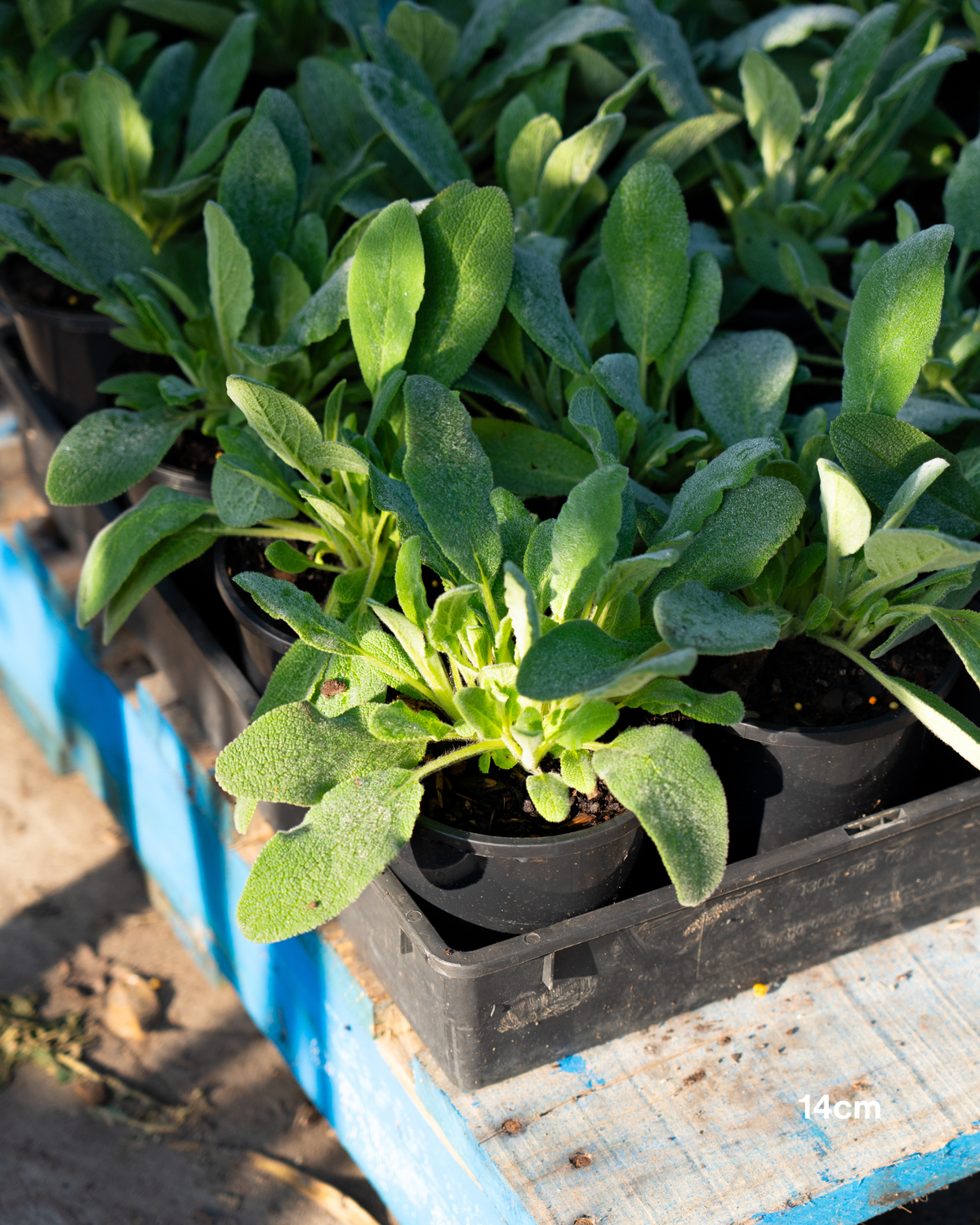 Stachys byzantina Lamb's Ears