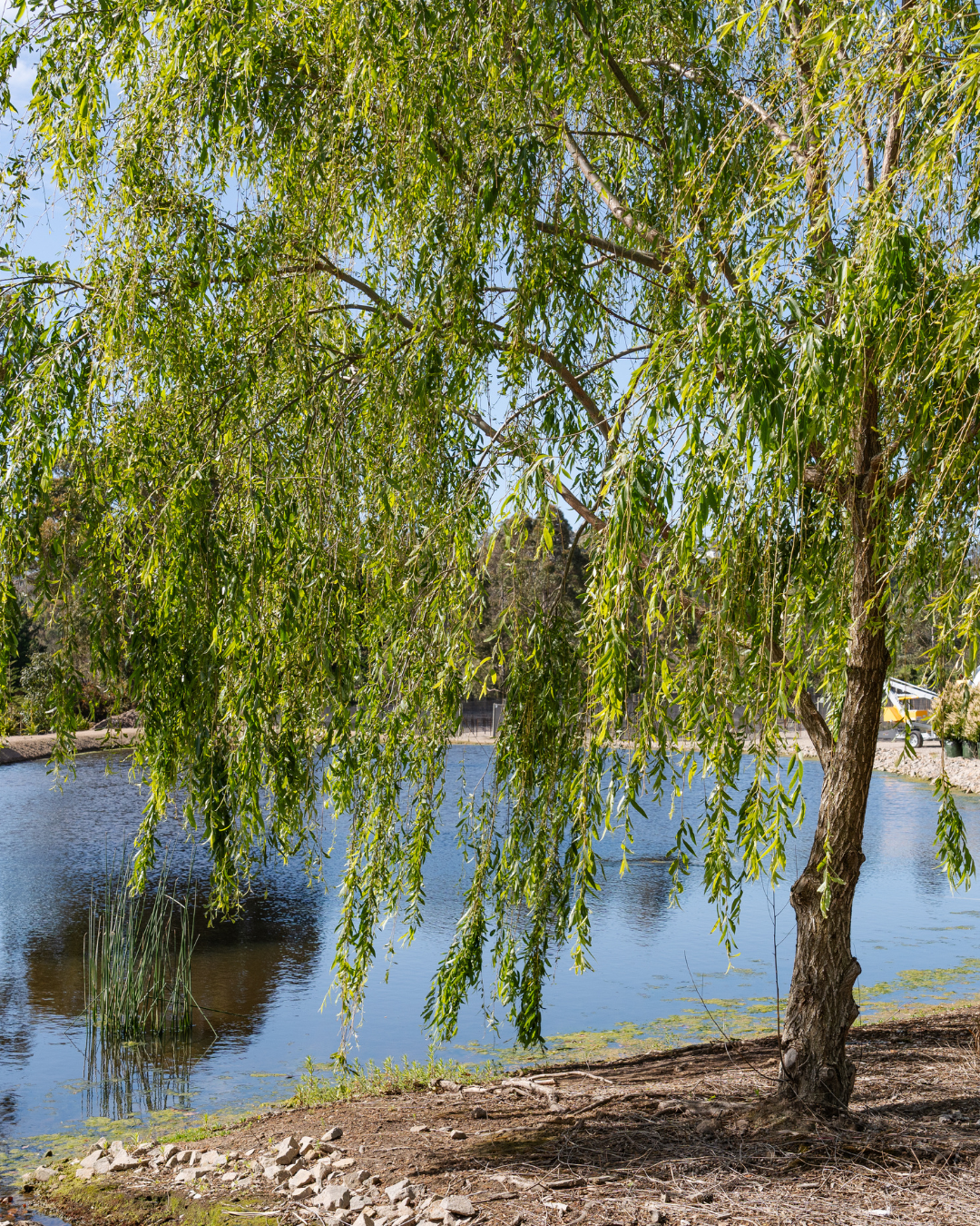 Salix babylonica - Weeping Willow