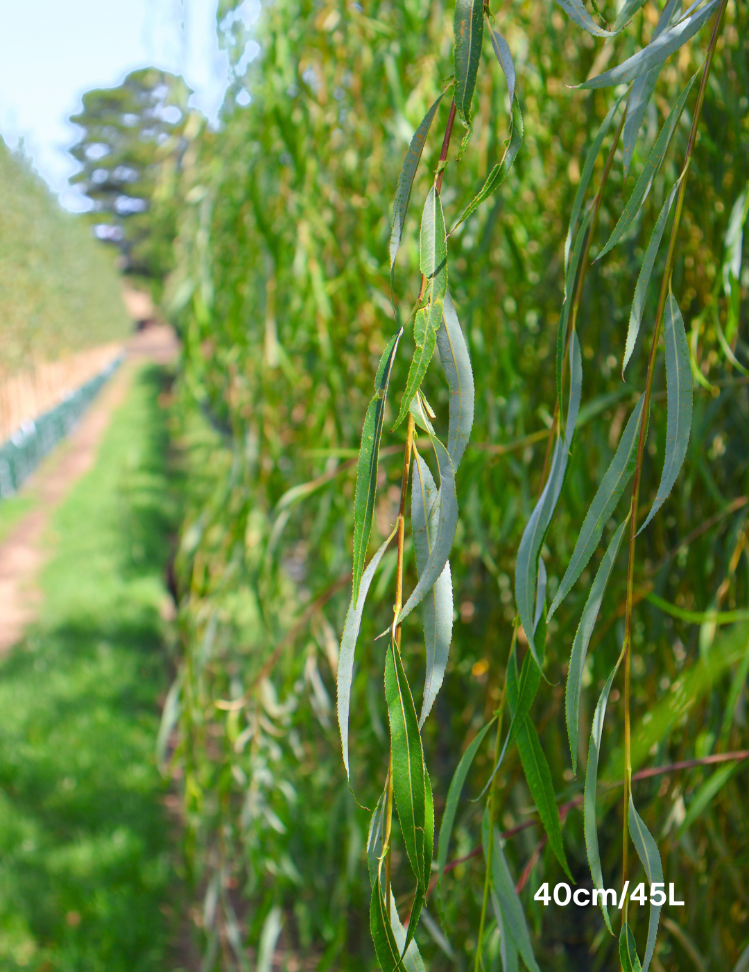 Salix babylonica - Evergreen Trees Direct