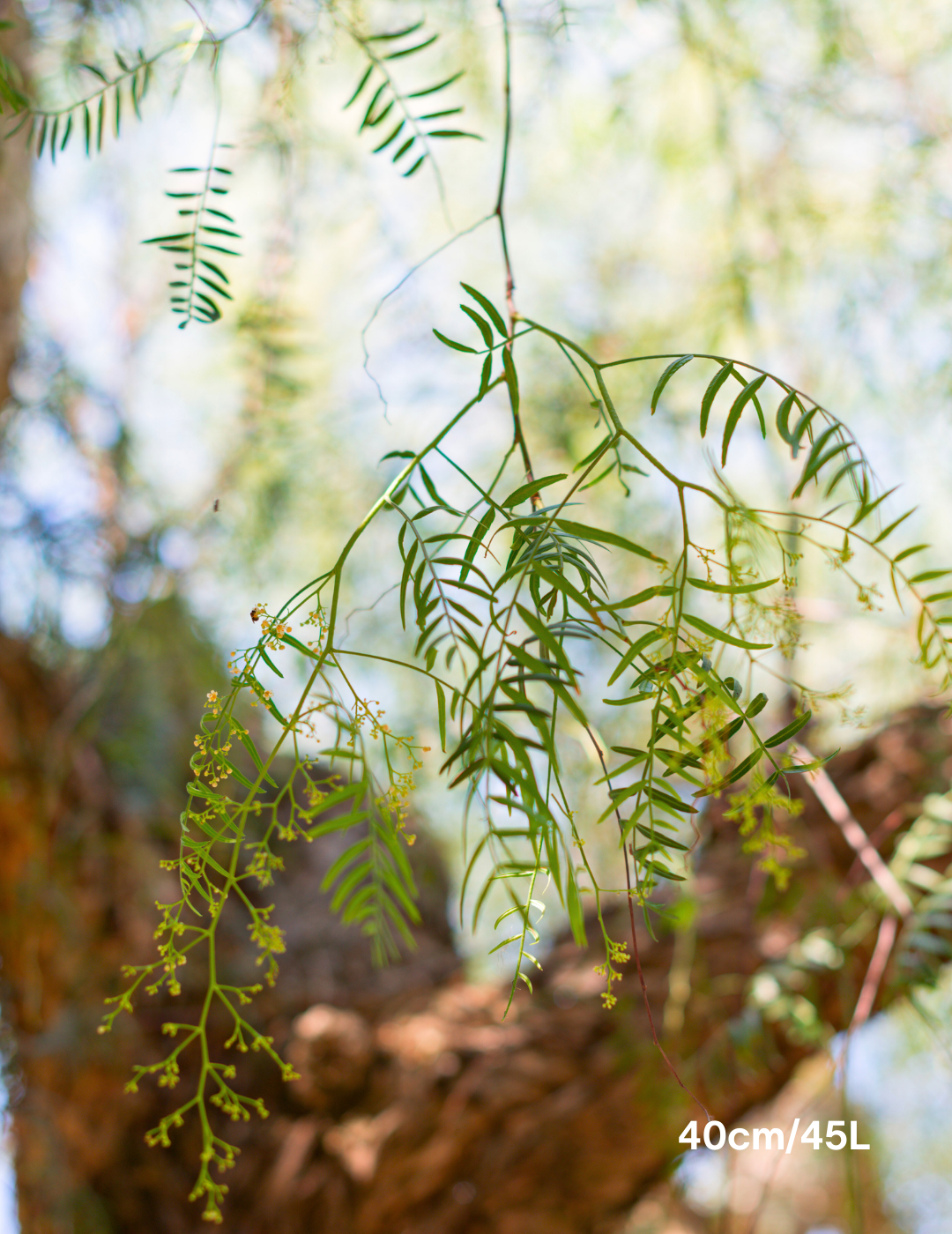 Salix babylonica - Evergreen Trees Direct
