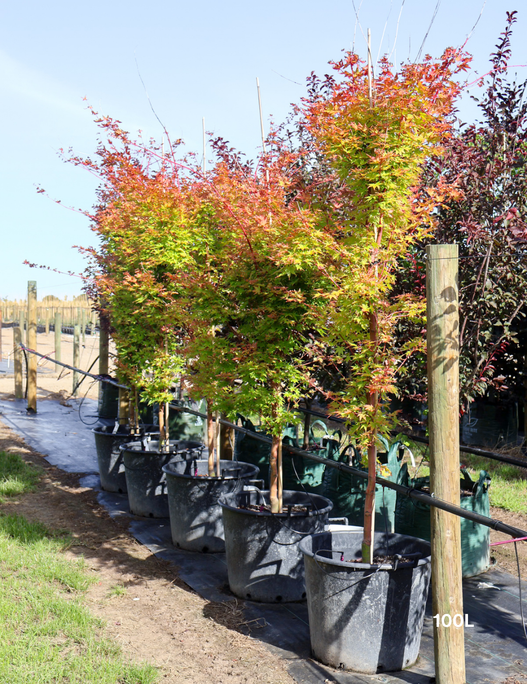 Acer palmatum Sango Kaku 'Senkaki' - Japanese Maple - Evergreen Trees Direct