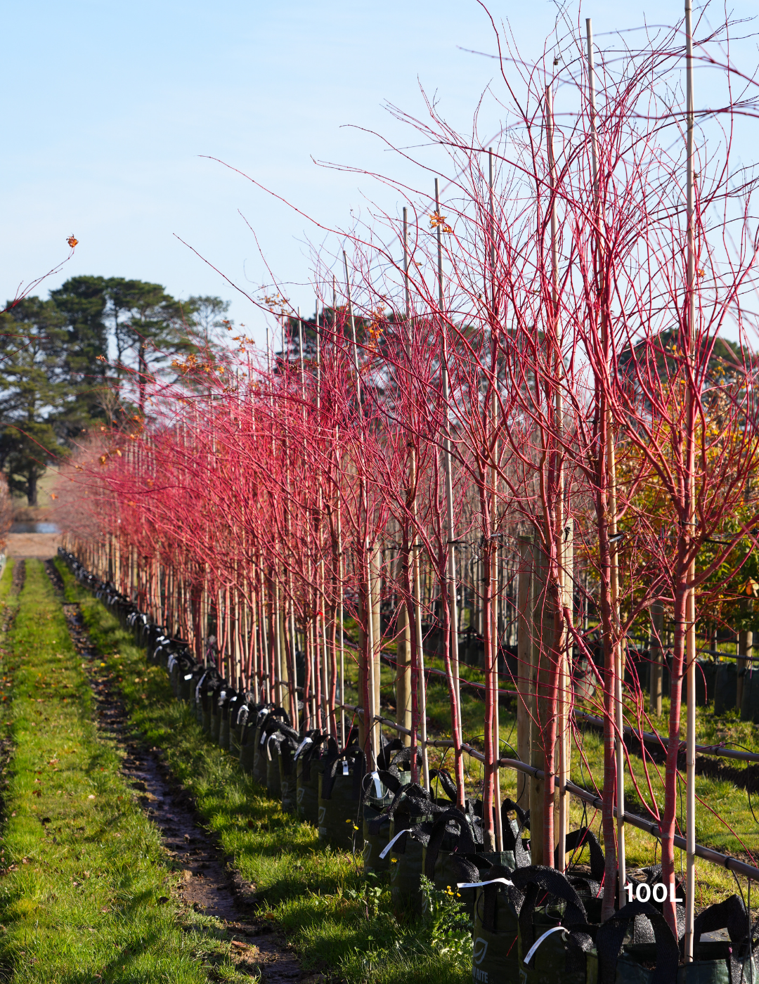 Acer palmatum Sango Kaku 'Senkaki' - Japanese Maple - Evergreen Trees Direct