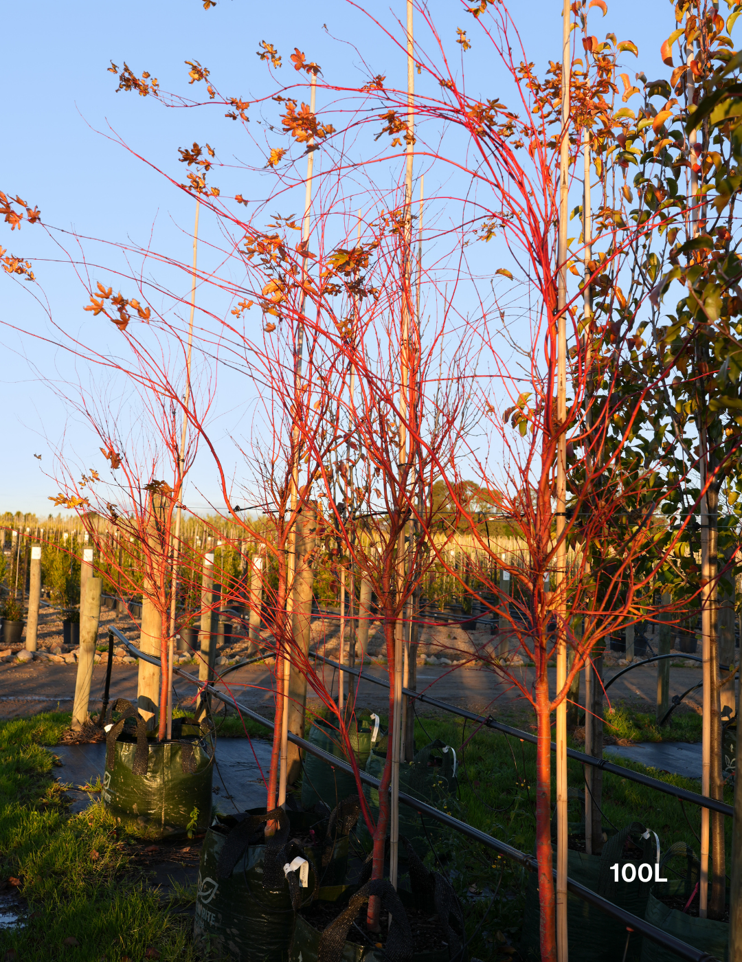 Acer palmatum Sango Kaku 'Senkaki' - Japanese Maple - Evergreen Trees Direct