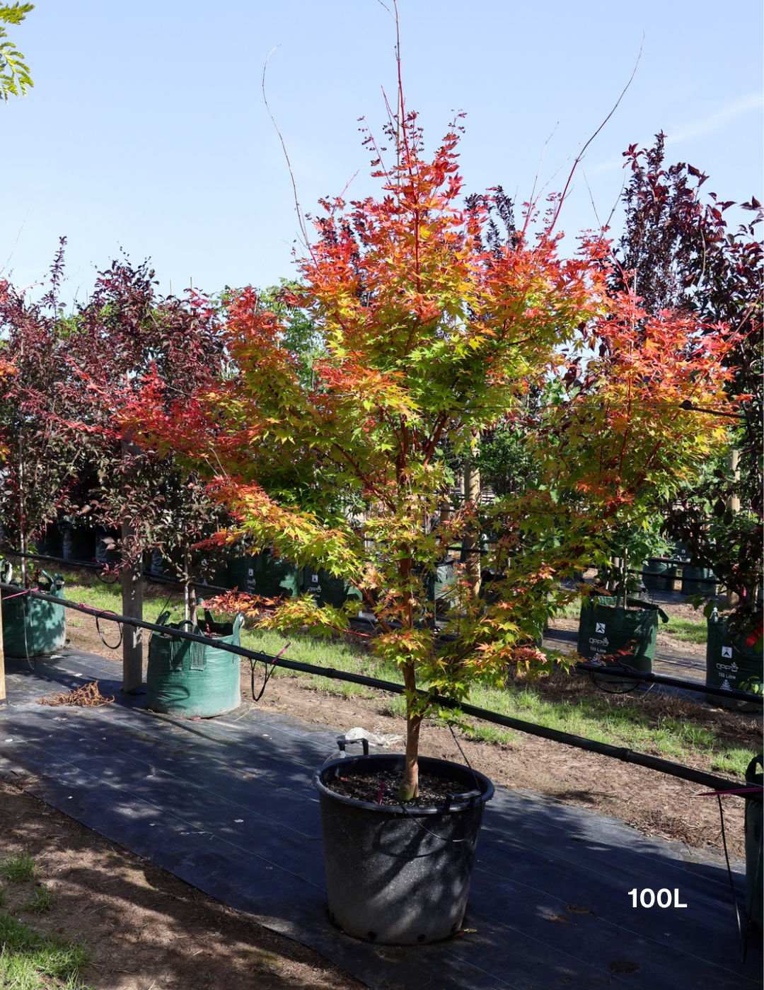 Acer palmatum Sango Kaku 'Senkaki' - Japanese Maple - Evergreen Trees Direct