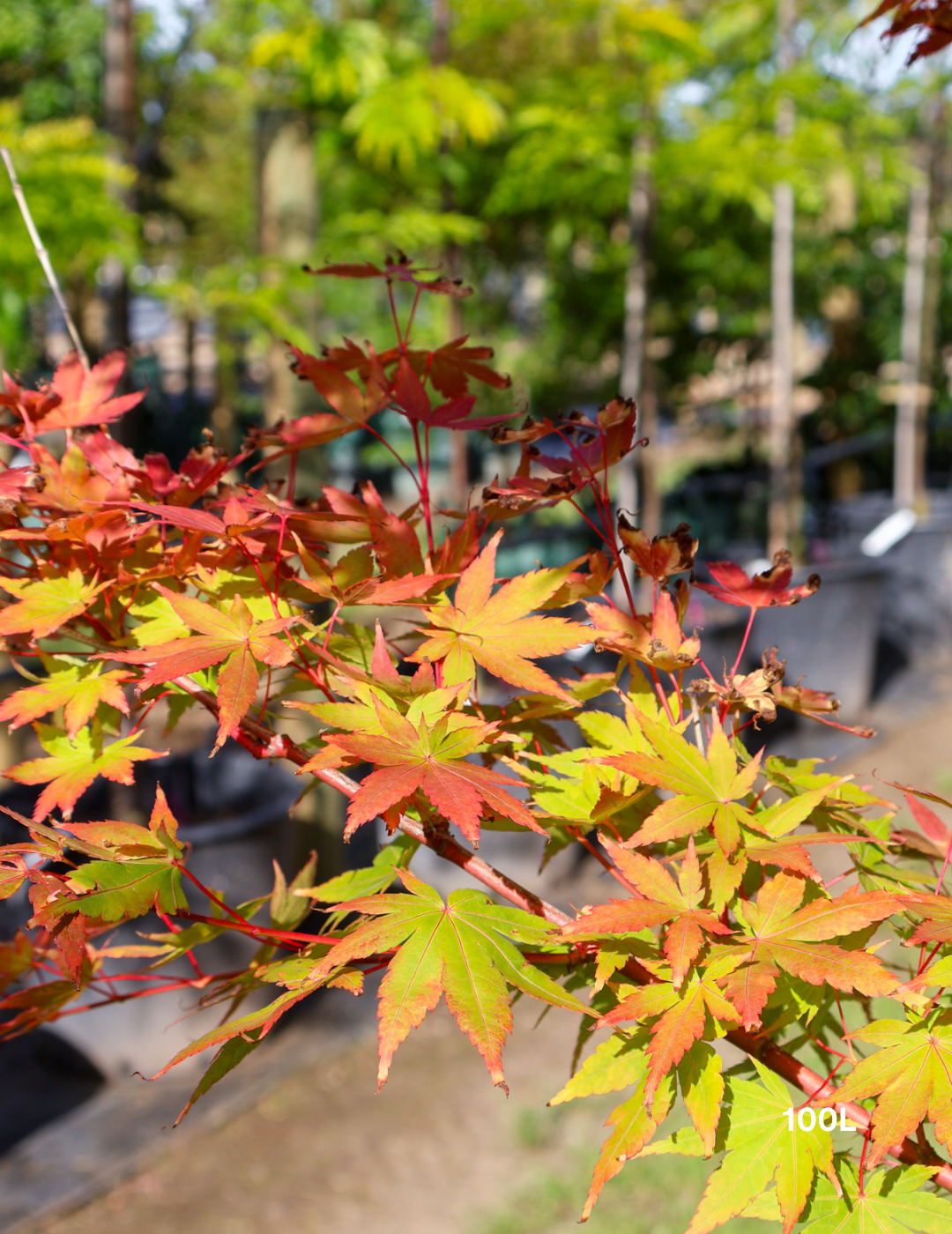 Acer palmatum 'Sango Kaku' Coral Bark Japanese Maple