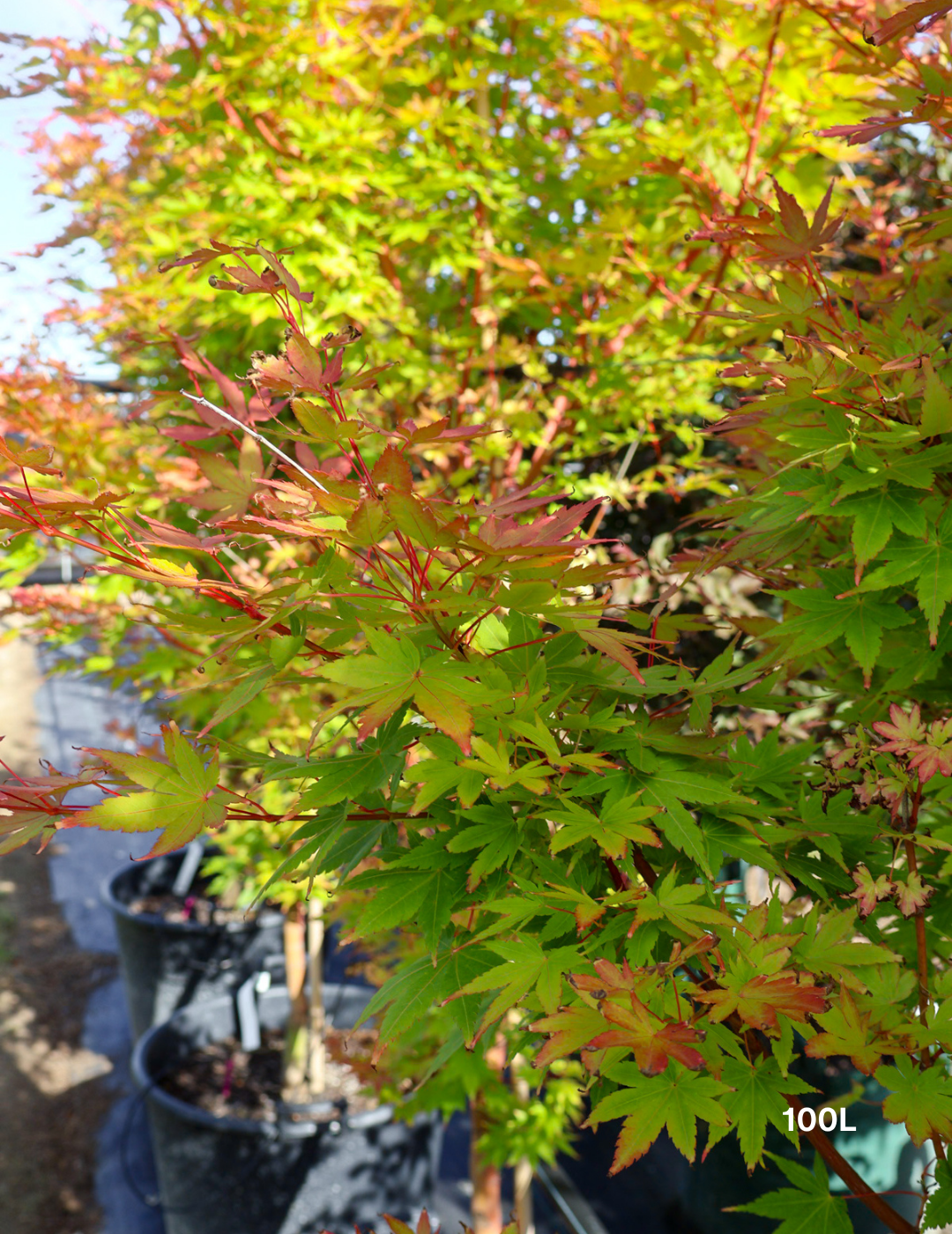 Acer palmatum 'Sango Kaku' Coral Bark Japanese Maple