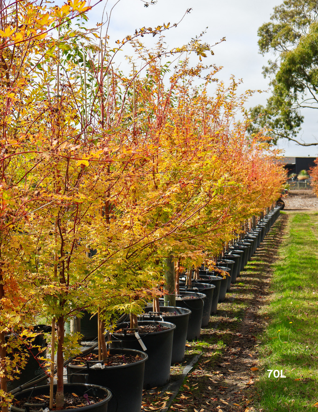 Acer palmatum 'Sango Kaku' Coral Bark Japanese Maple