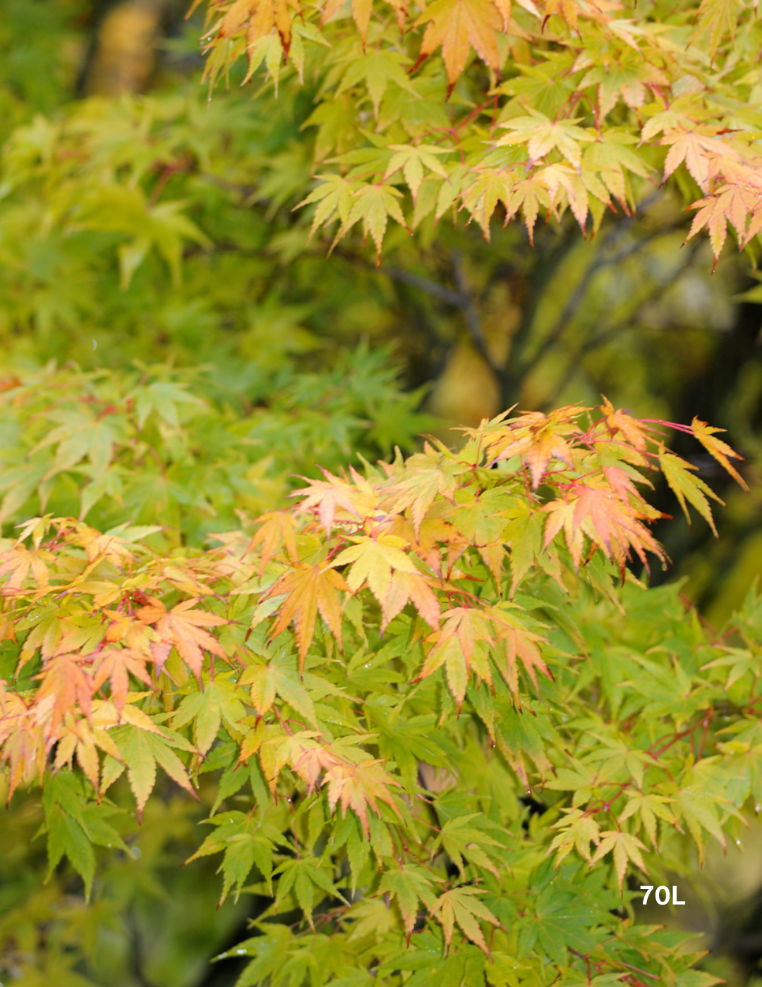 Acer palmatum 'Sango Kaku' Coral Bark Japanese Maple