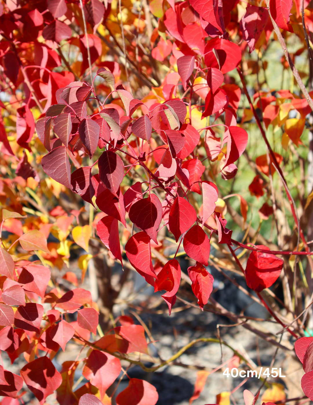 Sapium Sebiferum (syn. Triadica Sebifera) - Evergreen Trees Direct