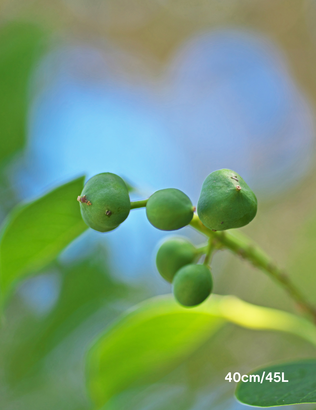 Sapium Sebiferum (syn. Triadica Sebifera) - Evergreen Trees Direct