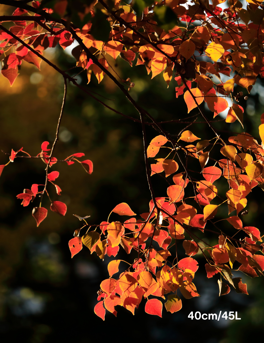 Sapium Sebiferum (syn. Triadica Sebifera) - Evergreen Trees Direct