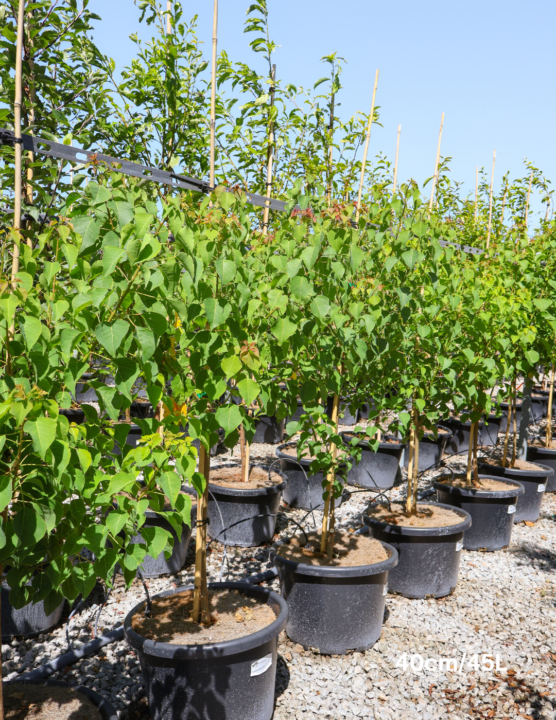 Sapium Sebiferum (syn. Triadica Sebifera) - Evergreen Trees Direct