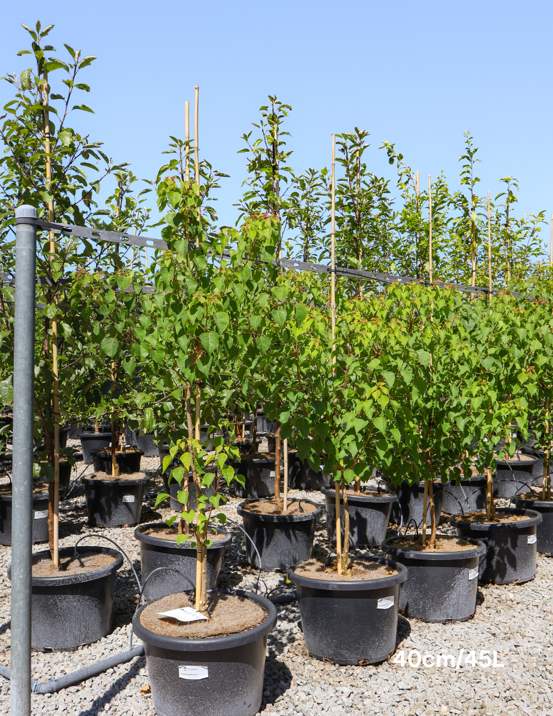 Sapium Sebiferum (syn. Triadica Sebifera) - Evergreen Trees Direct