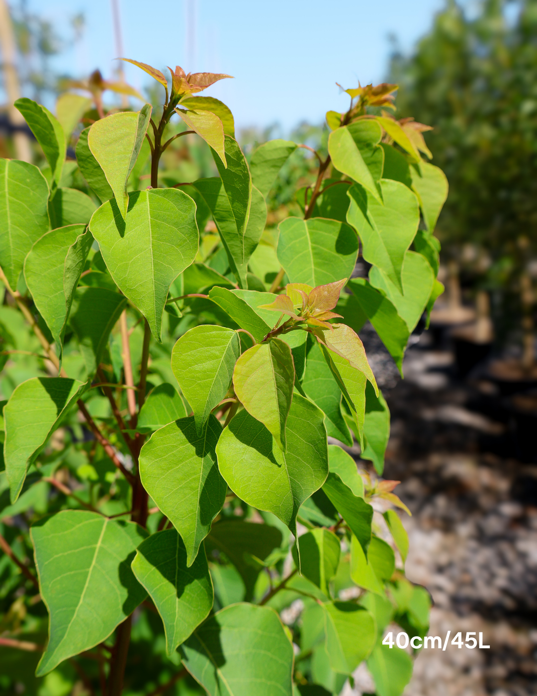 Sapium Sebiferum (syn. Triadica Sebifera) - Evergreen Trees Direct