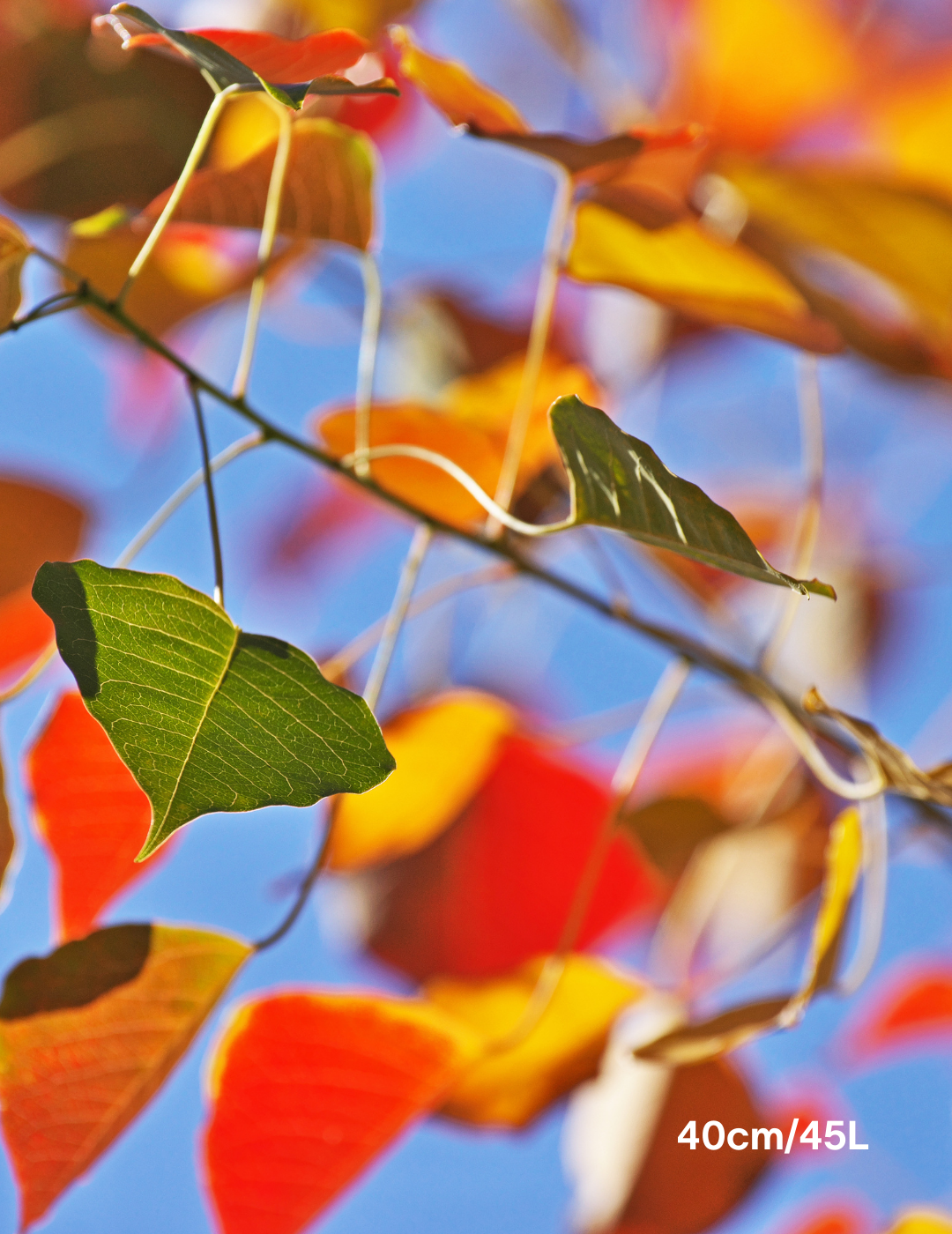 Sapium Sebiferum (syn. Triadica Sebifera) - Evergreen Trees Direct