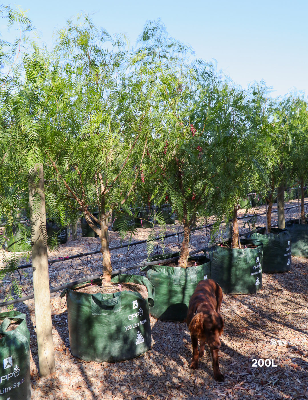 Schinus molle - Peppercorn Tree