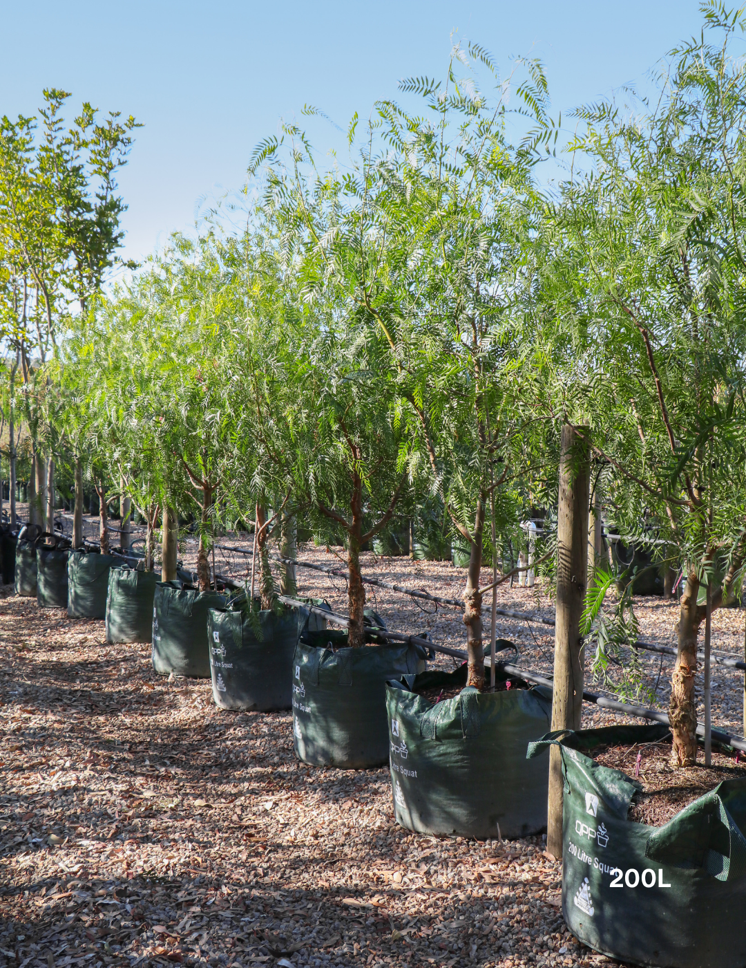 Schinus molle - Peppercorn Tree