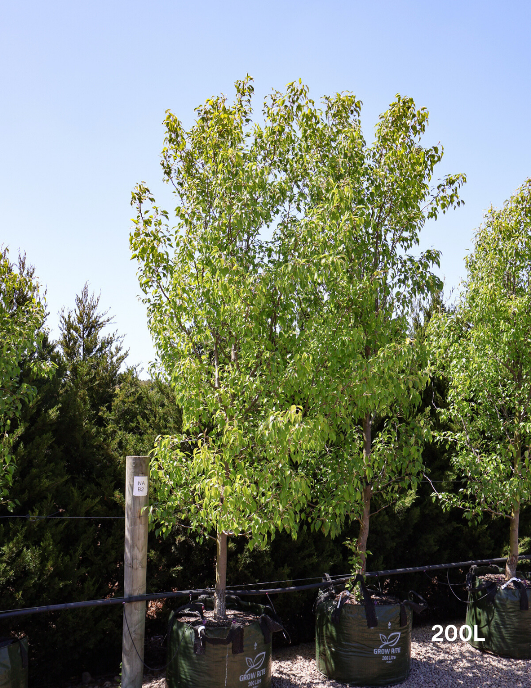 Pyrus betulaefolia 'Southworth Dancer' - Evergreen Trees Direct