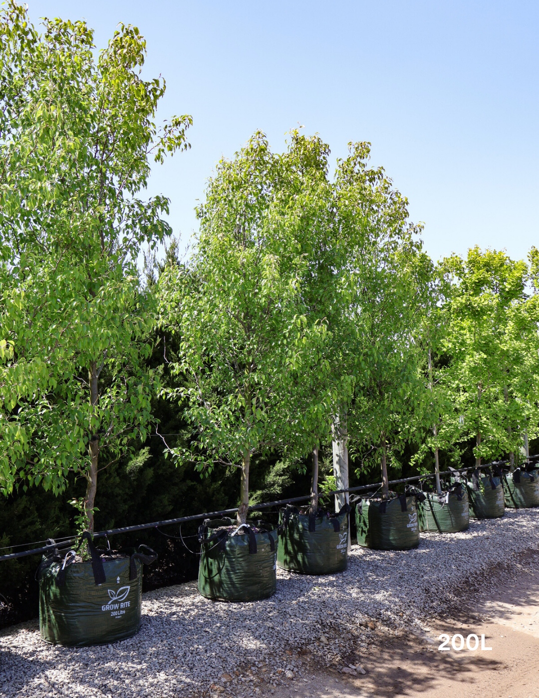 Pyrus betulaefolia 'Southworth Dancer' - Evergreen Trees Direct