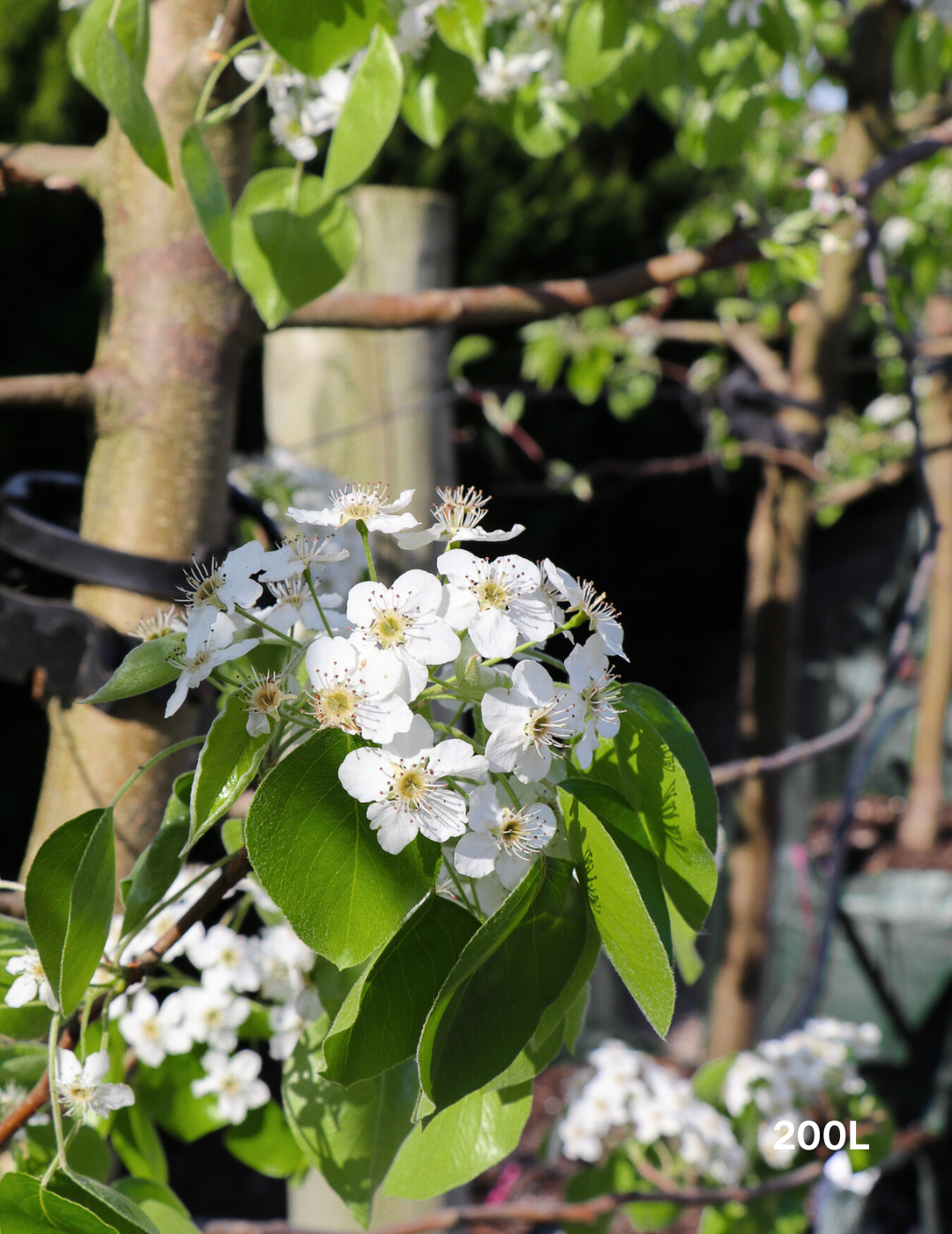 Pyrus betulaefolia 'Southworth Dancer' - Evergreen Trees Direct