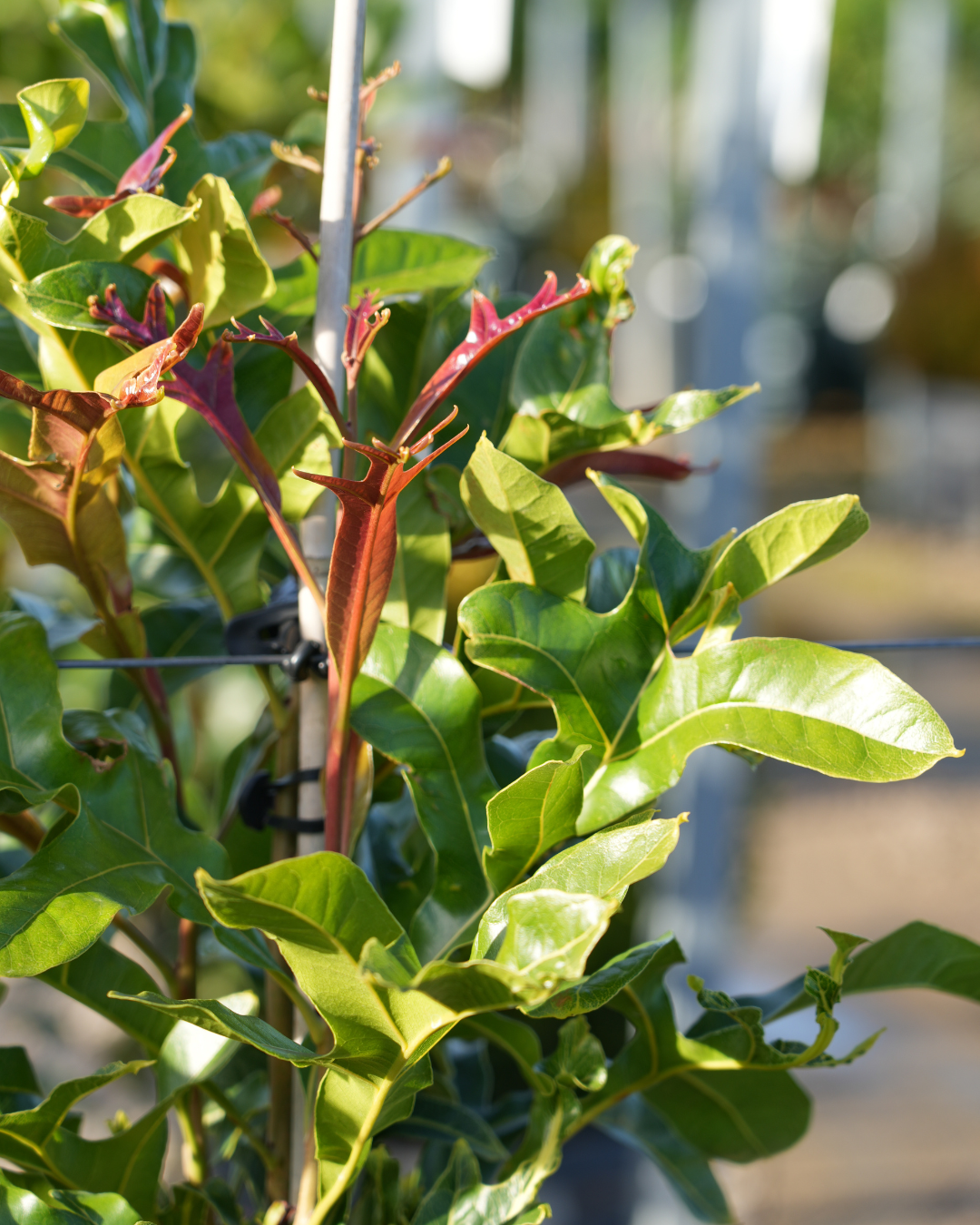 Stenocarpus sinuatus – Firewheel Tree