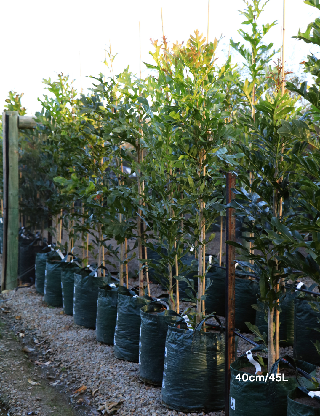 Stenocarpus sinuatus – Firewheel Tree