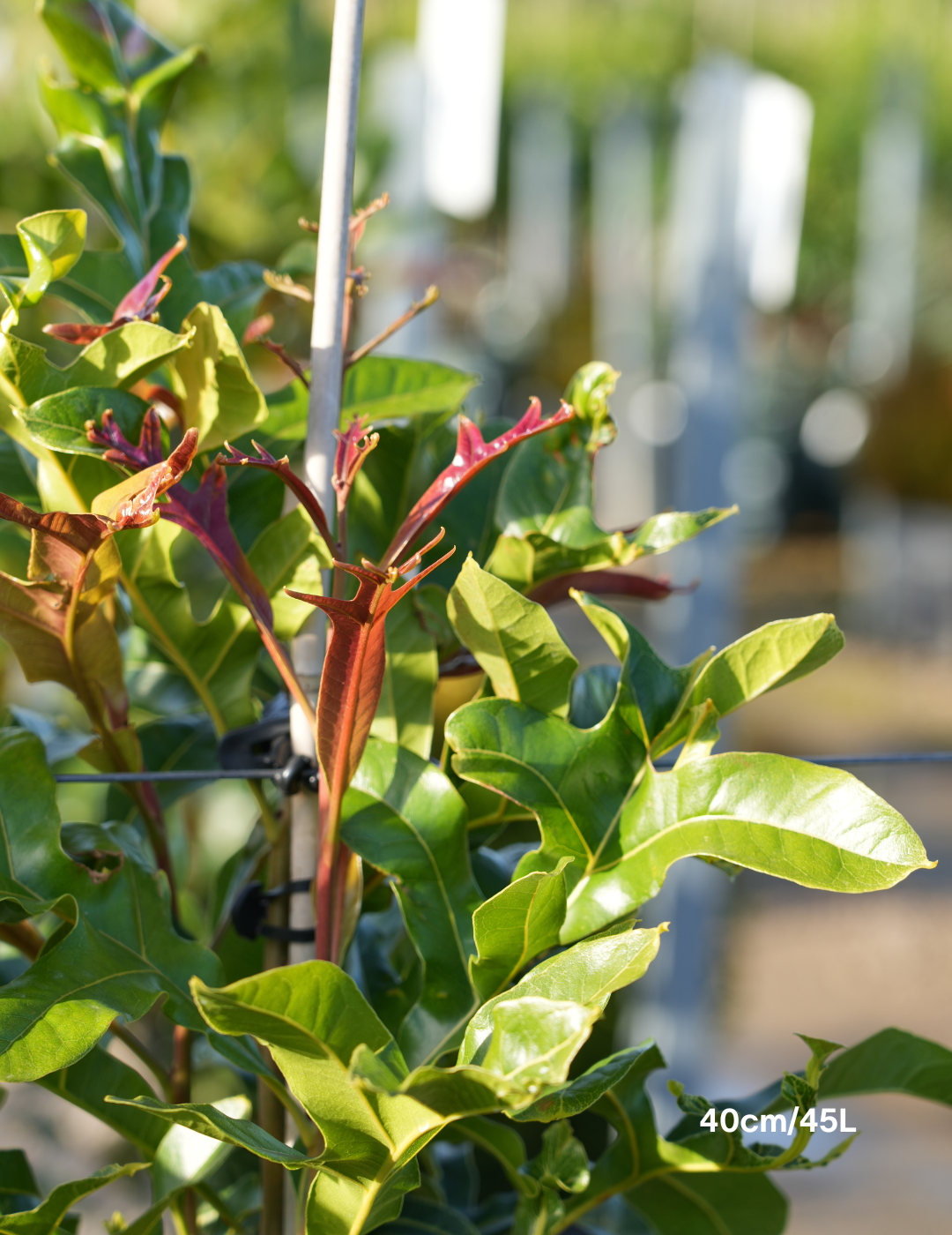 Stenocarpus sinuatus – Firewheel Tree