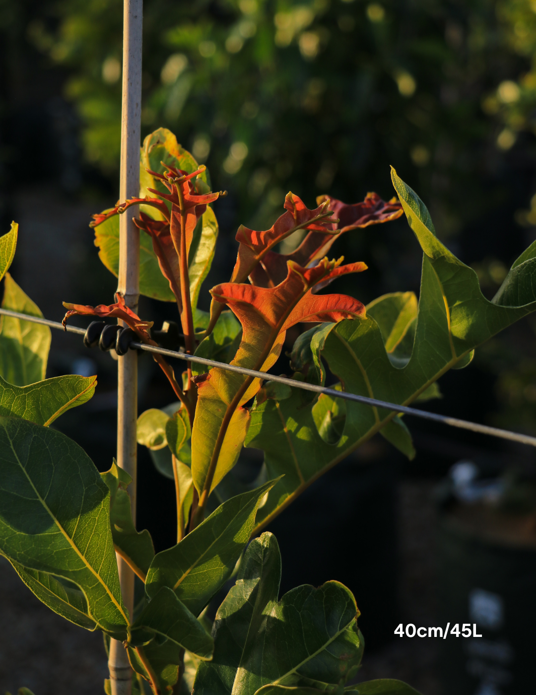 Stenocarpus sinuatus – Firewheel Tree