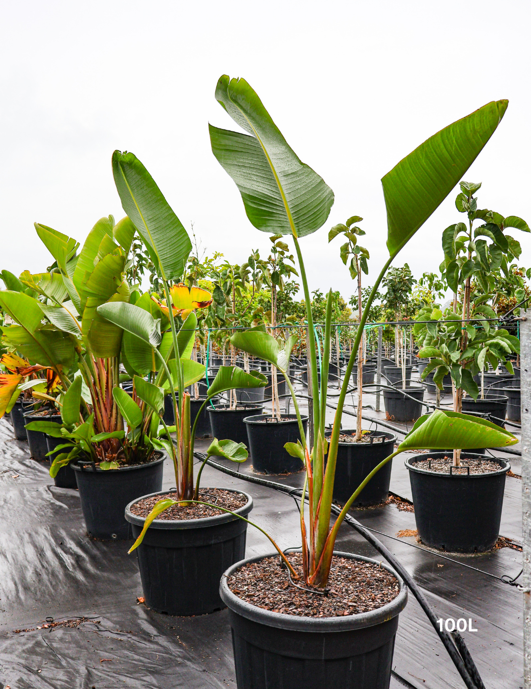 Strelitzia nicolai – Giant White Bird of Paradise - Evergreen Trees Direct