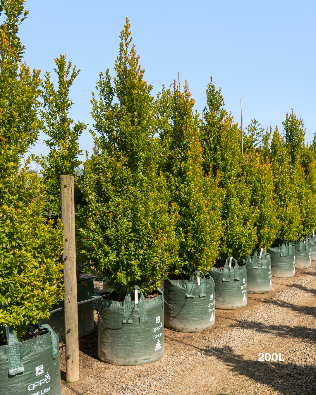 Syzygium australe 'Hinterland Gold' - Lilly Pilly