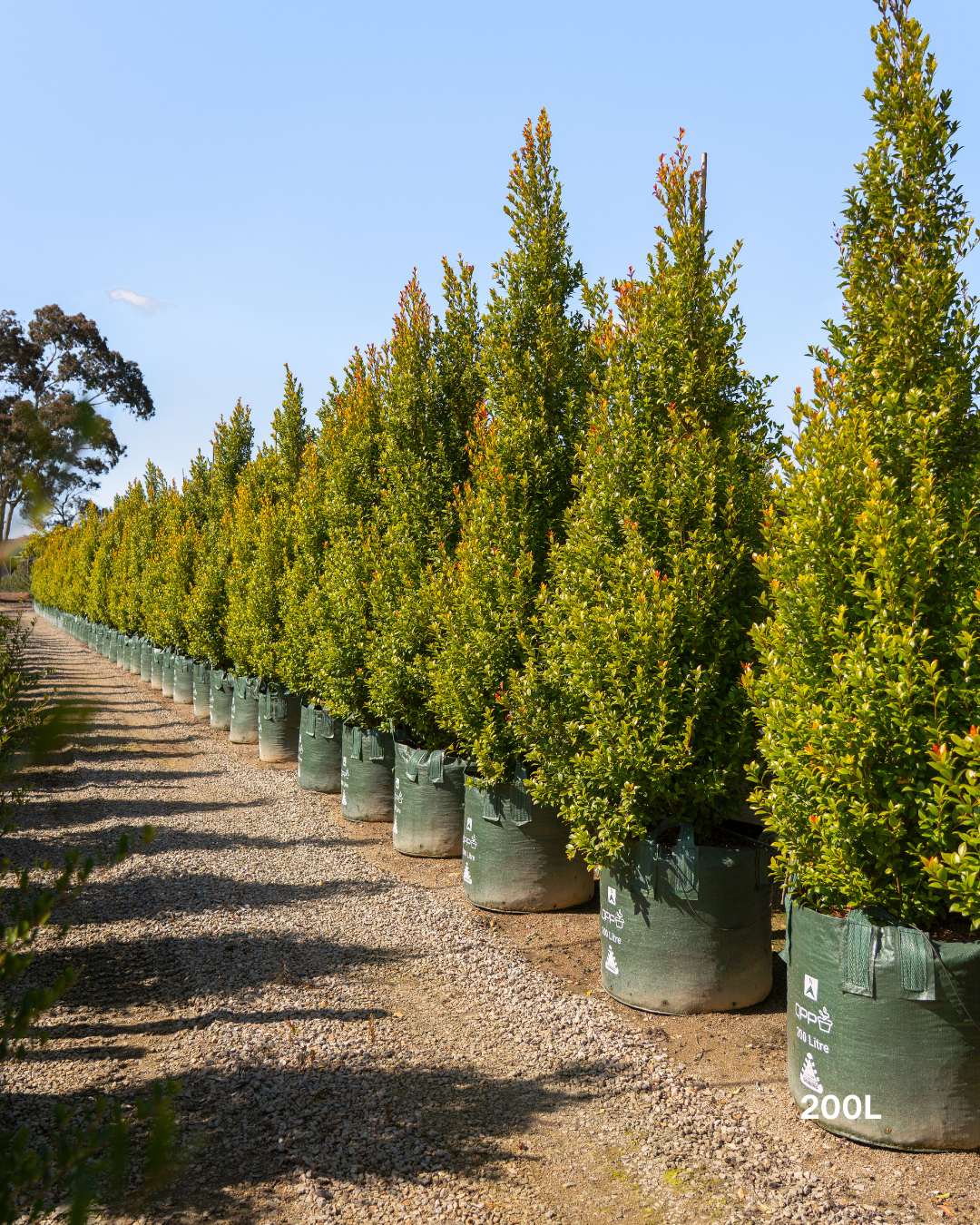 Syzygium australe 'Hinterland Gold' - Lilly Pilly