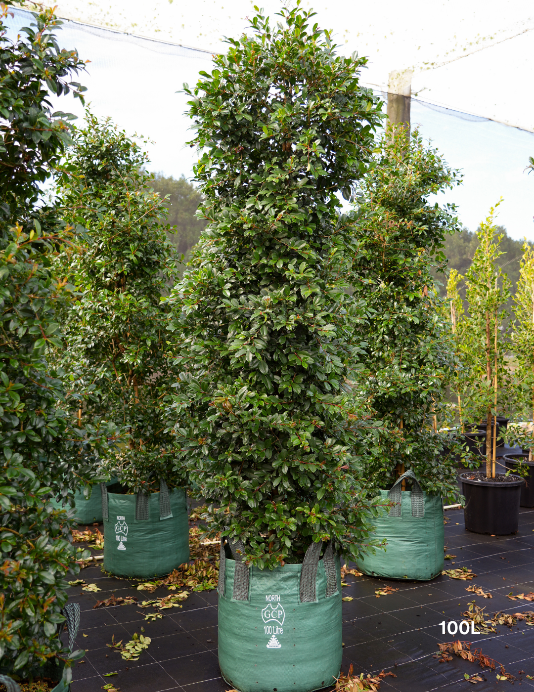 Syzygium australe ‘Select’ – Select Lilly Pilly - Evergreen Trees Direct