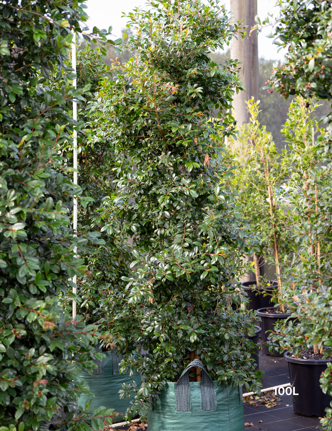 Syzygium australe ‘Select’ – Select Lilly Pilly - Evergreen Trees Direct