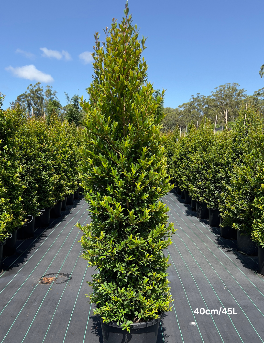 Syzygium australe ‘Select’ – Select Lilly Pilly - Evergreen Trees Direct