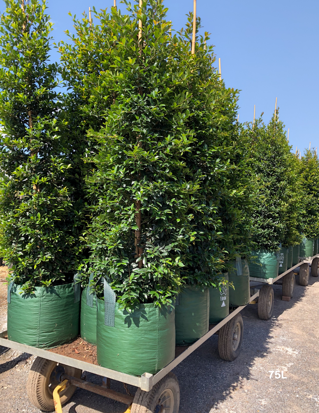 Syzygium australe ‘Select’ – Select Lilly Pilly - Evergreen Trees Direct
