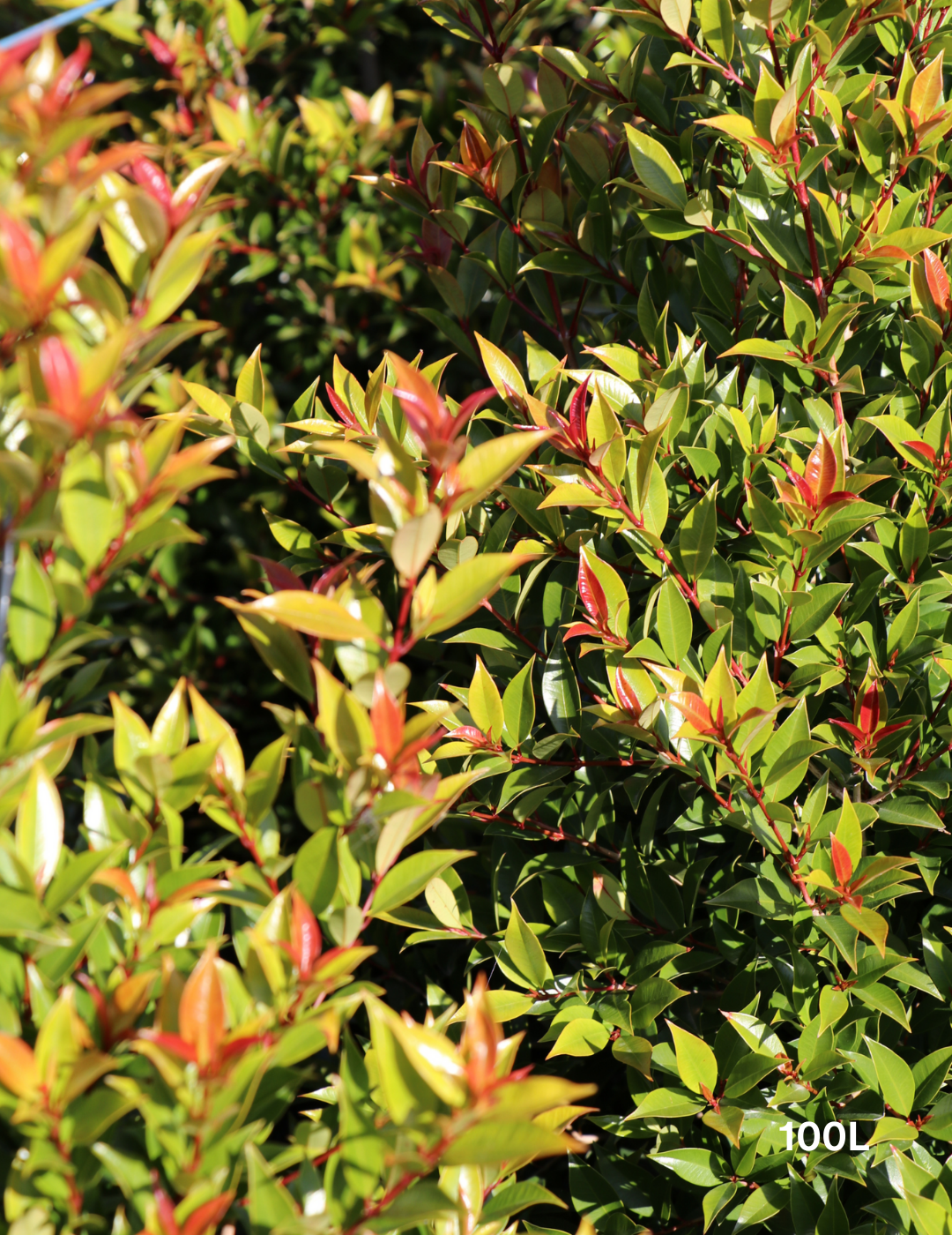 Syzygium australe 'Winter Lights' - Lilly Pilly - Evergreen Trees Direct