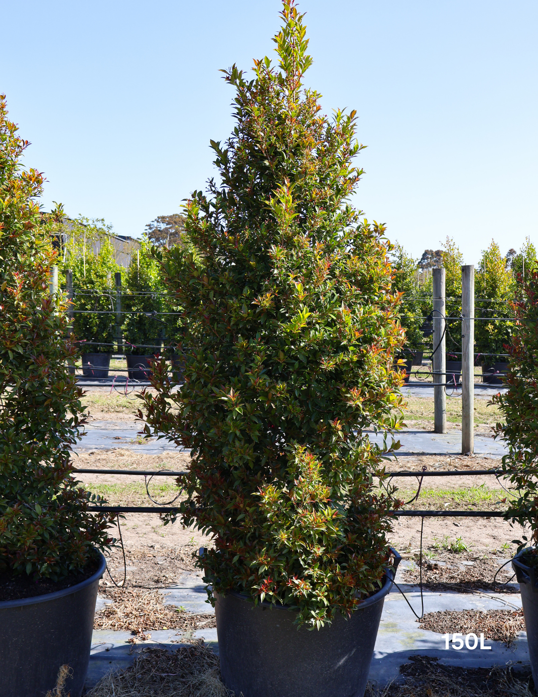 Syzygium australe 'Winter Lights' - Lilly Pilly - Evergreen Trees Direct