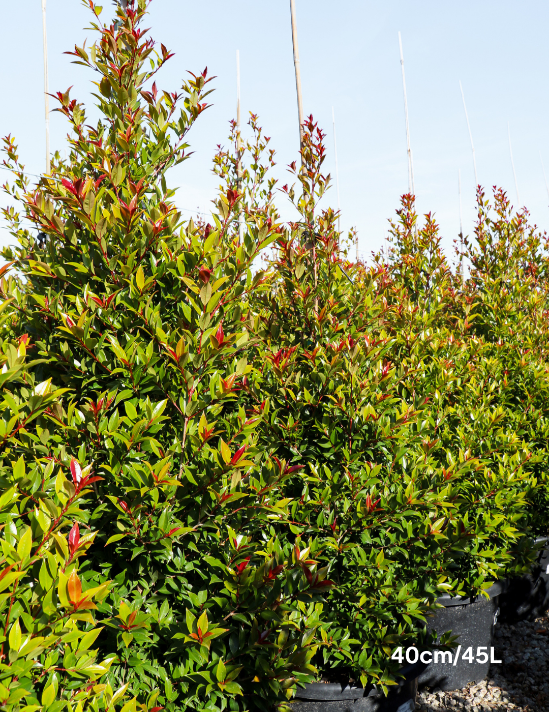 Syzygium australe 'Winter Lights' - Lilly Pilly - Evergreen Trees Direct