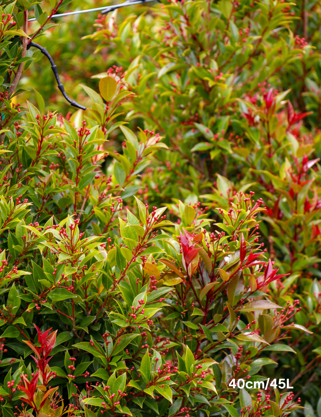 Syzygium australe 'Winter Lights' - Lilly Pilly - Evergreen Trees Direct