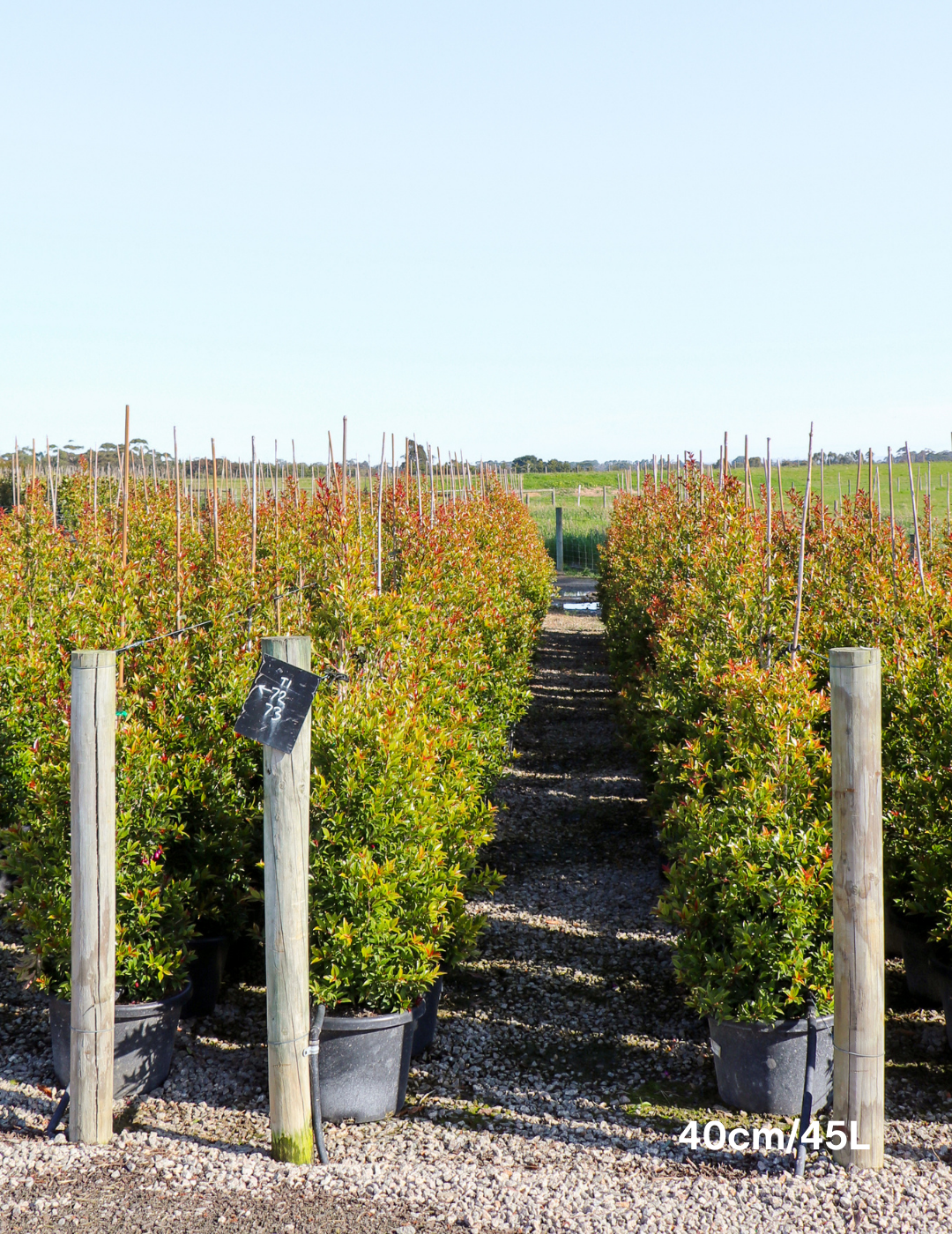 Syzygium australe 'Winter Lights' - Lilly Pilly - Evergreen Trees Direct