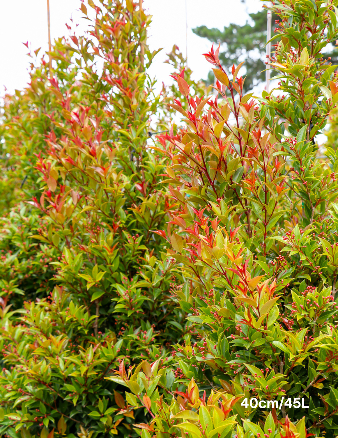Syzygium australe 'Winter Lights' - Lilly Pilly - Evergreen Trees Direct